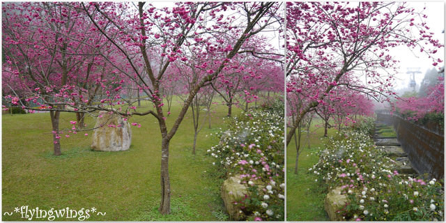 2012。02。18《遊》南投。粉紅色天空『九族櫻花祭』~ I