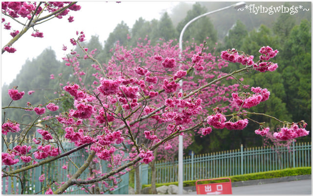 2012。02。18《遊》南投。粉紅色天空『九族櫻花祭』~ I