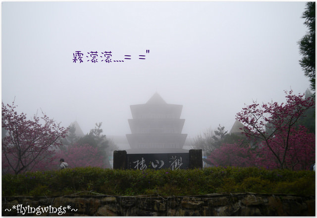 2012。02。18《遊》南投。粉紅色天空『九族櫻花祭』~ I