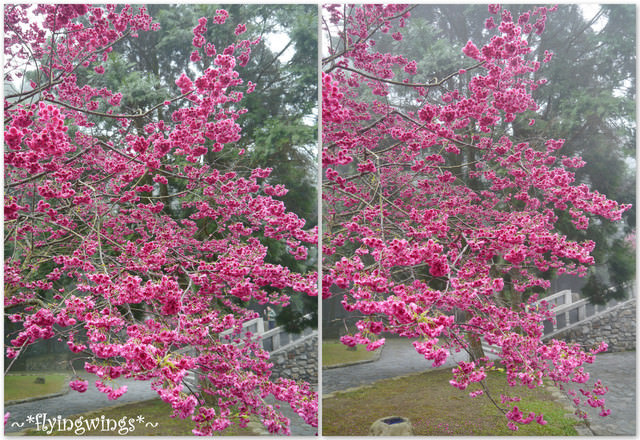 2012。02。18《遊》南投。粉紅色天空『九族櫻花祭』~ I