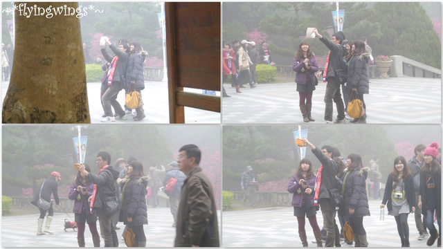 2012。02。18《遊》南投。粉紅色天空『九族櫻花祭』~ I