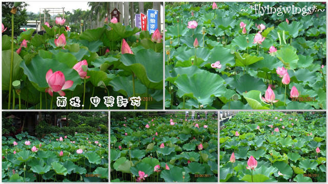2011。06。03《遊》南投。『中興新村』賞荷去~趴兔 - 第5張圖 2011。06。03《遊》南投。『中興新村』賞荷去~趴兔