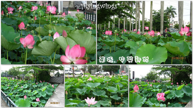 2011。06。03《遊》南投。『中興新村』賞荷去~趴兔 - 第6張圖 2011。06。03《遊》南投。『中興新村』賞荷去~趴兔