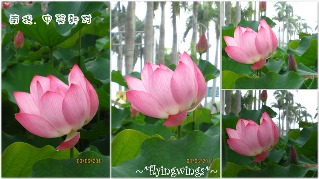 2011。06。03《遊》南投。『中興新村』賞荷去~趴兔 - 第10張圖 2011。06。03《遊》南投。『中興新村』賞荷去~趴兔