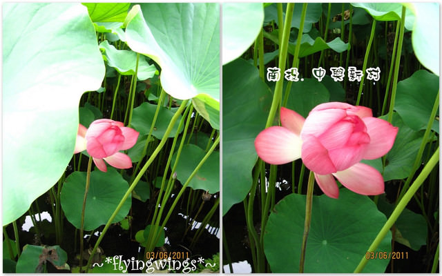 2011。06。03《遊》南投。『中興新村』賞荷去~趴兔 - 第15張圖 2011。06。03《遊》南投。『中興新村』賞荷去~趴兔