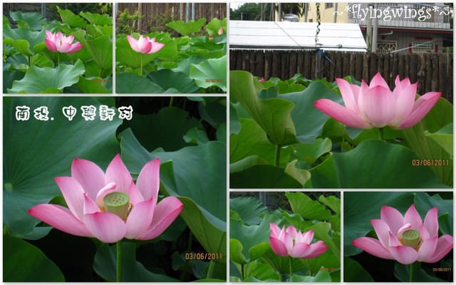 2011。06。03《遊》南投。『中興新村』賞荷去~趴兔 - 第17張圖 2011。06。03《遊》南投。『中興新村』賞荷去~趴兔
