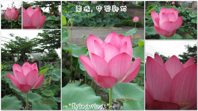 2011。06。03《遊》南投。『中興新村』賞荷去~趴兔 - 第19張圖 2011。06。03《遊》南投。『中興新村』賞荷去~趴兔