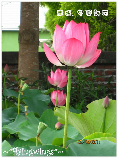 2011。06。03《遊》南投。『中興新村』賞荷去~趴兔 - 第23張圖 2011。06。03《遊》南投。『中興新村』賞荷去~趴兔