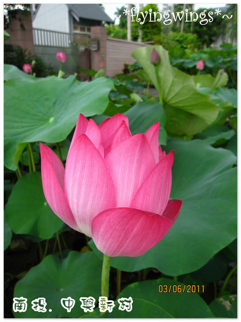 2011。06。03《遊》南投。『中興新村』賞荷去~趴兔 - 第26張圖 2011。06。03《遊》南投。『中興新村』賞荷去~趴兔