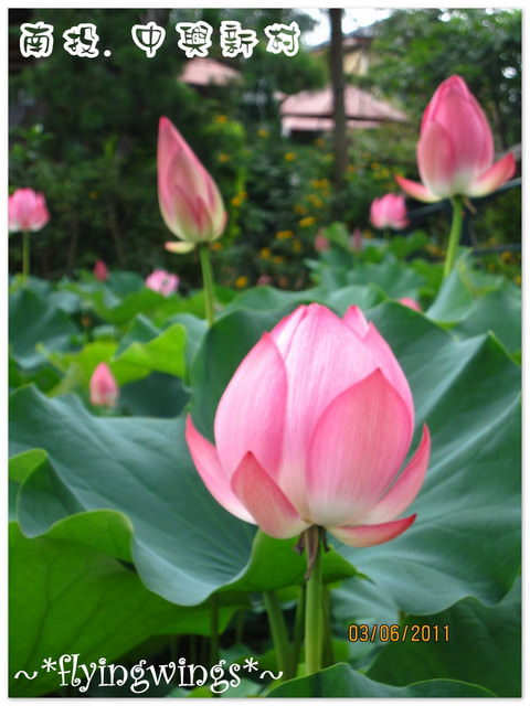 2011。06。03《遊》南投。『中興新村』賞荷去~趴兔 - 第27張圖 2011。06。03《遊》南投。『中興新村』賞荷去~趴兔