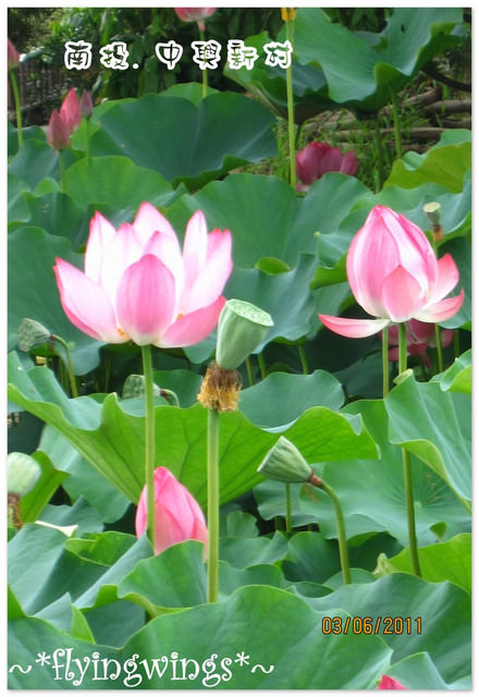 2011。06。03《遊》南投。『中興新村』賞荷去~趴兔 - 第29張圖 2011。06。03《遊》南投。『中興新村』賞荷去~趴兔