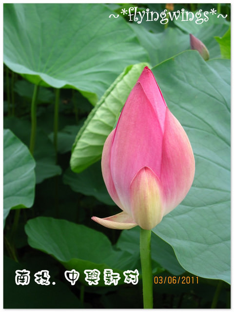 2011。06。03《遊》南投。『中興新村』賞荷去~趴兔 - 第30張圖 2011。06。03《遊》南投。『中興新村』賞荷去~趴兔