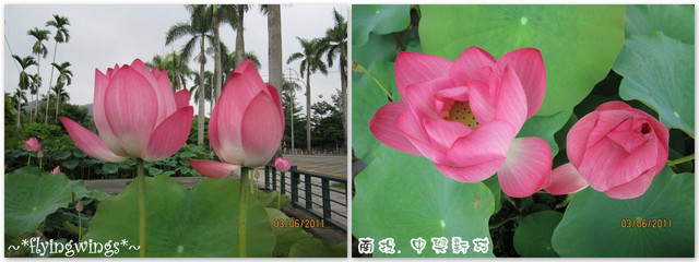 2011。06。03《遊》南投。『中興新村』賞荷去~趴兔 - 第32張圖 2011。06。03《遊》南投。『中興新村』賞荷去~趴兔