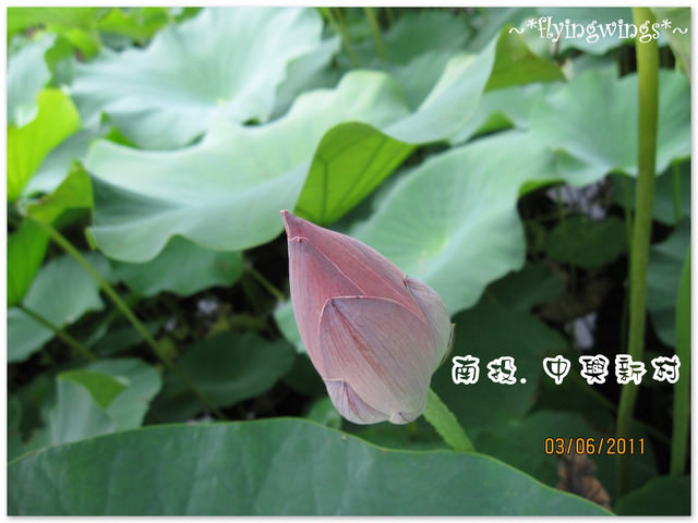 2011。06。03《遊》南投。『中興新村』賞荷去~趴兔 - 第34張圖 2011。06。03《遊》南投。『中興新村』賞荷去~趴兔