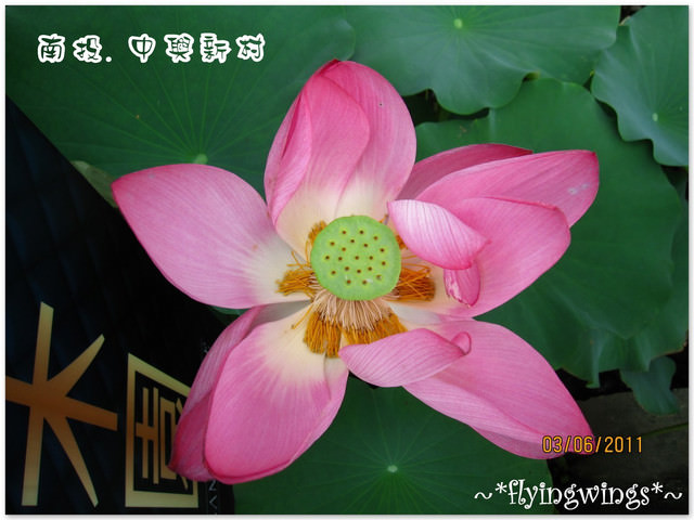 2011。06。03《遊》南投。『中興新村』賞荷去~趴兔 - 第37張圖 2011。06。03《遊》南投。『中興新村』賞荷去~趴兔