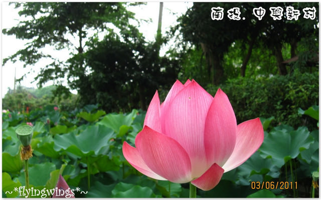 2011。06。03《遊》南投。『中興新村』賞荷去~趴兔 - 第39張圖 2011。06。03《遊》南投。『中興新村』賞荷去~趴兔