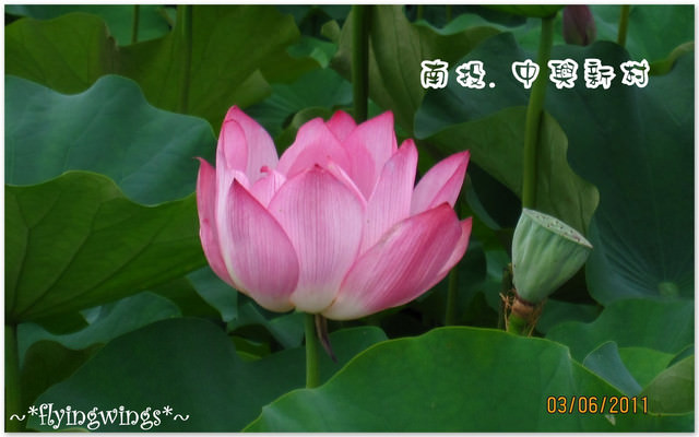 2011。06。03《遊》南投。『中興新村』賞荷去~趴兔 - 第40張圖 2011。06。03《遊》南投。『中興新村』賞荷去~趴兔