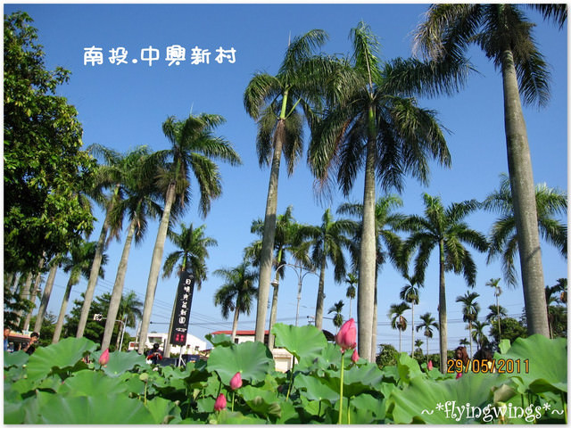 2011。05。29《遊》南投。『中興新村』賞荷去 - 第5張圖 2011。05。29《遊》南投。『中興新村』賞荷去