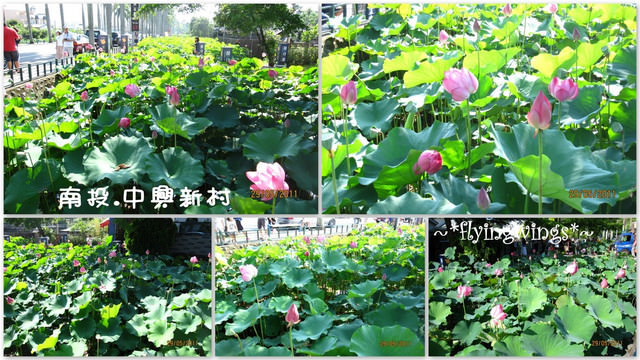 2011。05。29《遊》南投。『中興新村』賞荷去 - 第8張圖 2011。05。29《遊》南投。『中興新村』賞荷去