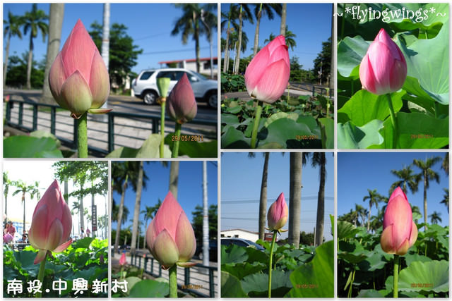 2011。05。29《遊》南投。『中興新村』賞荷去 - 第11張圖 2011。05。29《遊》南投。『中興新村』賞荷去