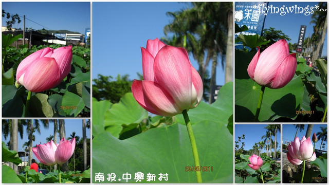 2011。05。29《遊》南投。『中興新村』賞荷去 - 第12張圖 2011。05。29《遊》南投。『中興新村』賞荷去