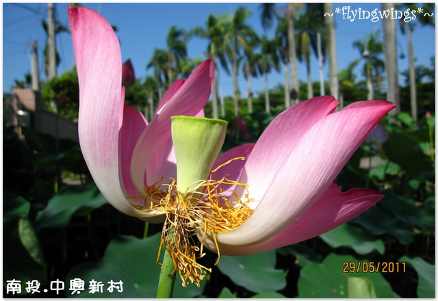 2011。05。29《遊》南投。『中興新村』賞荷去 - 第14張圖 2011。05。29《遊》南投。『中興新村』賞荷去