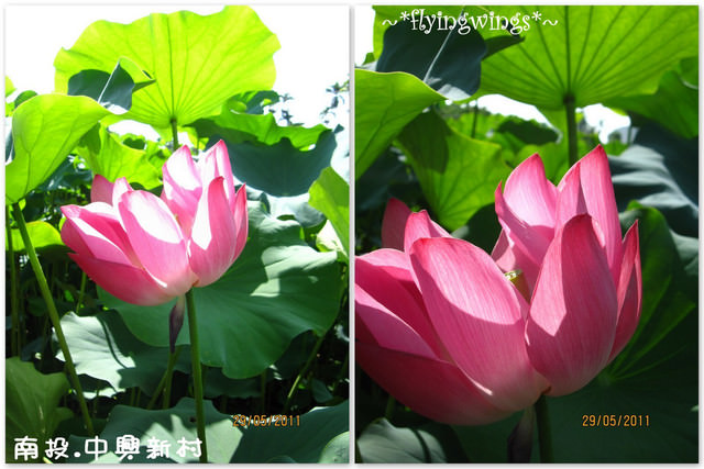 2011。05。29《遊》南投。『中興新村』賞荷去 - 第17張圖 2011。05。29《遊》南投。『中興新村』賞荷去