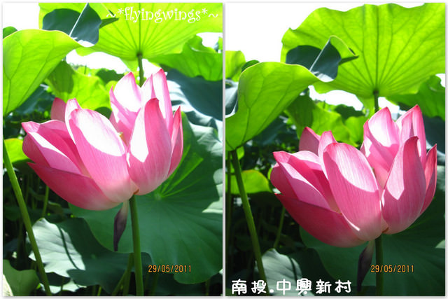 2011。05。29《遊》南投。『中興新村』賞荷去 - 第18張圖 2011。05。29《遊》南投。『中興新村』賞荷去