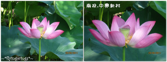 2011。05。29《遊》南投。『中興新村』賞荷去 - 第20張圖 2011。05。29《遊》南投。『中興新村』賞荷去