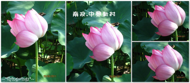 2011。05。29《遊》南投。『中興新村』賞荷去 - 第22張圖 2011。05。29《遊》南投。『中興新村』賞荷去