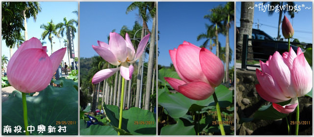 2011。05。29《遊》南投。『中興新村』賞荷去 - 第24張圖 2011。05。29《遊》南投。『中興新村』賞荷去