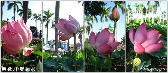 2011。05。29《遊》南投。『中興新村』賞荷去 - 第27張圖 2011。05。29《遊》南投。『中興新村』賞荷去