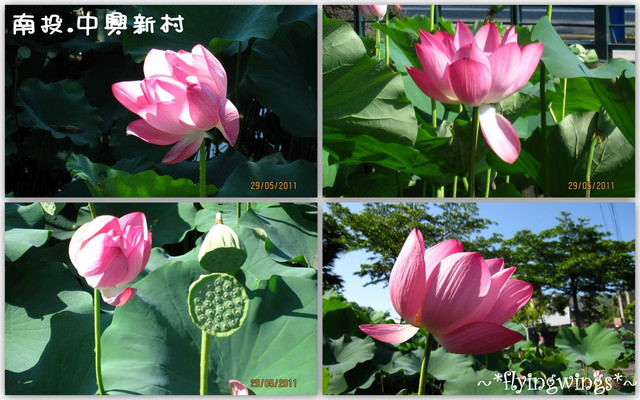2011。05。29《遊》南投。『中興新村』賞荷去 - 第28張圖 2011。05。29《遊》南投。『中興新村』賞荷去