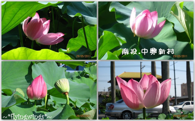 2011。05。29《遊》南投。『中興新村』賞荷去 - 第29張圖 2011。05。29《遊》南投。『中興新村』賞荷去
