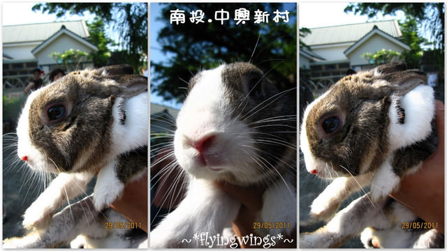 2011。05。29《遊》南投。『中興新村』賞荷去 - 第33張圖 2011。05。29《遊》南投。『中興新村』賞荷去
