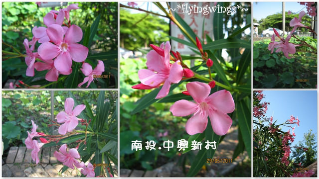 2011。05。29《遊》南投。『中興新村』賞荷去 - 第46張圖 2011。05。29《遊》南投。『中興新村』賞荷去