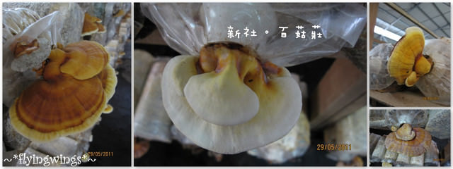2011。05。29《食》新社。香菇大餐『百菇莊』 - 第18張圖 2011。05。29《食》新社。香菇大餐『百菇莊』