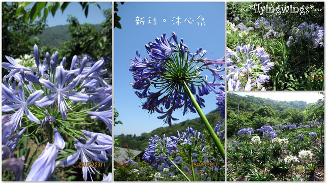 2011。05。29《遊》新社。橘色花海『沐心泉』 - 第17張圖 2011。05。29《遊》新社。橘色花海『沐心泉』