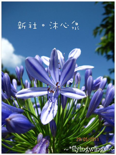 2011。05。29《遊》新社。橘色花海『沐心泉』 - 第27張圖 2011。05。29《遊》新社。橘色花海『沐心泉』