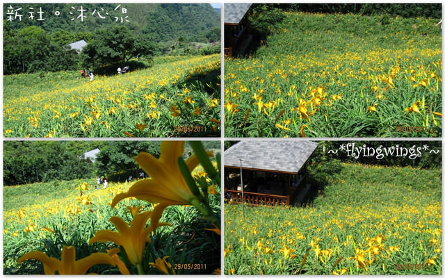 2011。05。29《遊》新社。橘色花海『沐心泉』 - 第53張圖 2011。05。29《遊》新社。橘色花海『沐心泉』