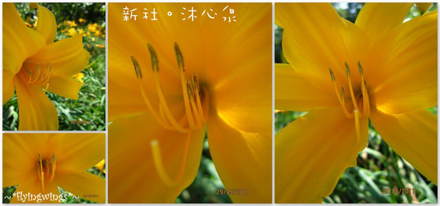 2011。05。29《遊》新社。橘色花海『沐心泉』 - 第58張圖 2011。05。29《遊》新社。橘色花海『沐心泉』