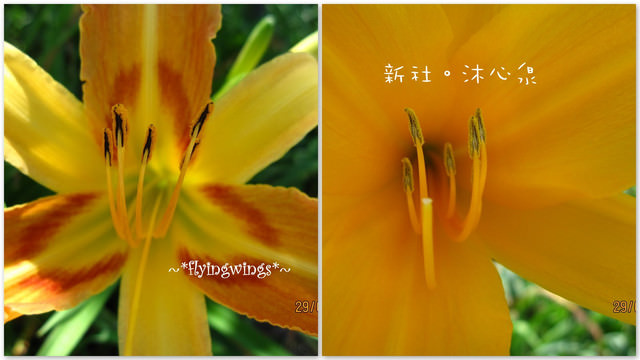 2011。05。29《遊》新社。橘色花海『沐心泉』 - 第59張圖 2011。05。29《遊》新社。橘色花海『沐心泉』
