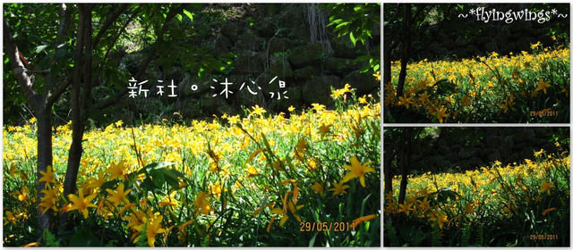 2011。05。29《遊》新社。橘色花海『沐心泉』 - 第66張圖 2011。05。29《遊》新社。橘色花海『沐心泉』