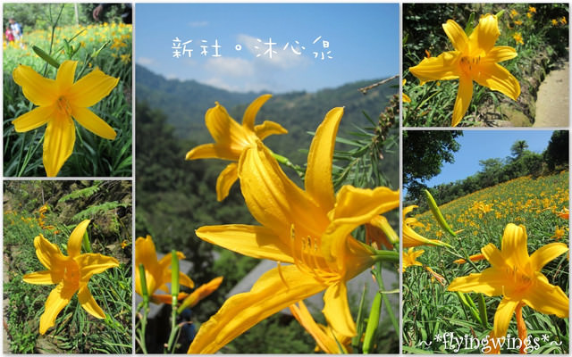 2011。05。29《遊》新社。橘色花海『沐心泉』 - 第70張圖 2011。05。29《遊》新社。橘色花海『沐心泉』