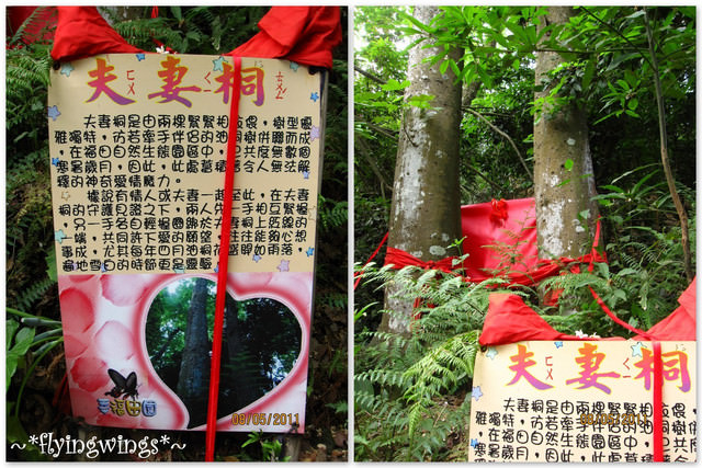 11。05。08~2011桐花季(趴叁)。彰化芬園~福田社區 - 第12張圖 11。05。08~2011桐花季(趴叁)。彰化芬園~福田社區