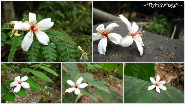 11。05。08~2011桐花季(趴叁)。彰化芬園~福田社區 - 第14張圖 11。05。08~2011桐花季(趴叁)。彰化芬園~福田社區
