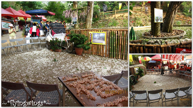 11。05。08~2011桐花季(趴叁)。彰化芬園~福田社區 - 第23張圖 11。05。08~2011桐花季(趴叁)。彰化芬園~福田社區
