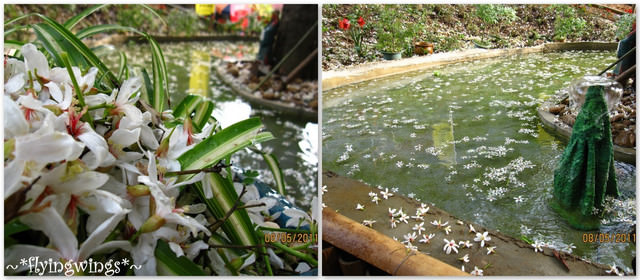11。05。08~2011桐花季(趴叁)。彰化芬園~福田社區 - 第24張圖 11。05。08~2011桐花季(趴叁)。彰化芬園~福田社區