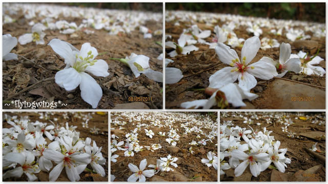 11。05。08~2011桐花季(趴叁)。彰化芬園~福田社區 - 第35張圖 11。05。08~2011桐花季(趴叁)。彰化芬園~福田社區