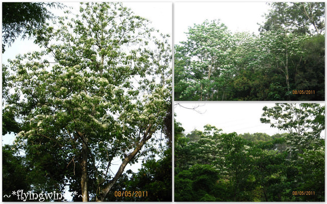11。05。08~2011桐花季(趴叁)。彰化芬園~福田社區 - 第39張圖 11。05。08~2011桐花季(趴叁)。彰化芬園~福田社區